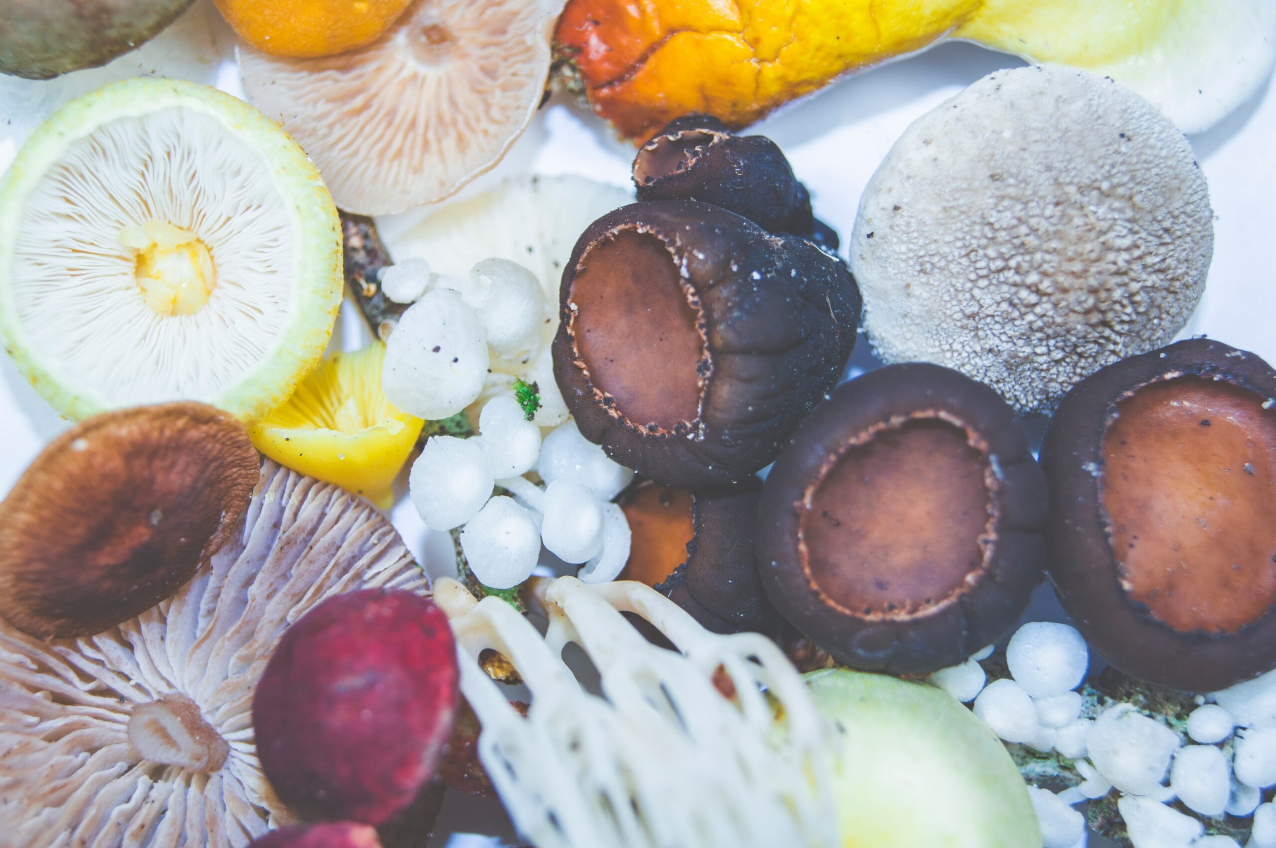 Medicinal Mushrooms May Ease Chemotherapy Side Effects