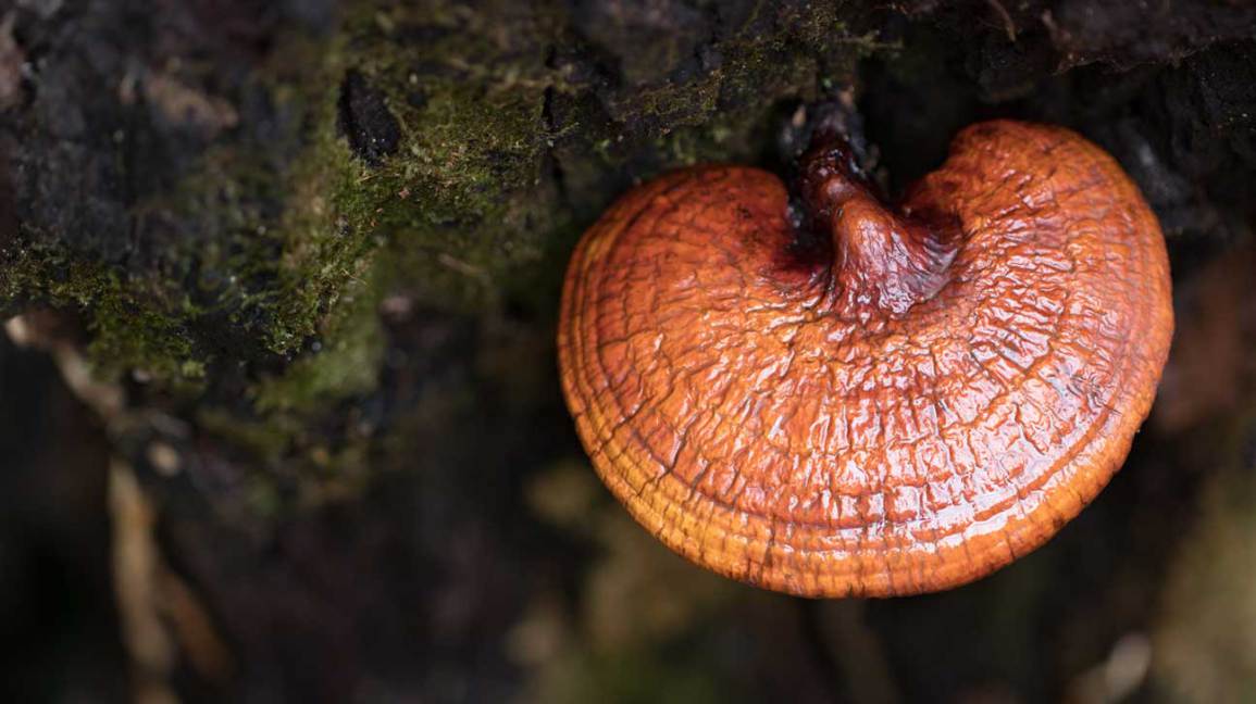 Stop Allergic Reactions with the Antihistamine Power of Reishi