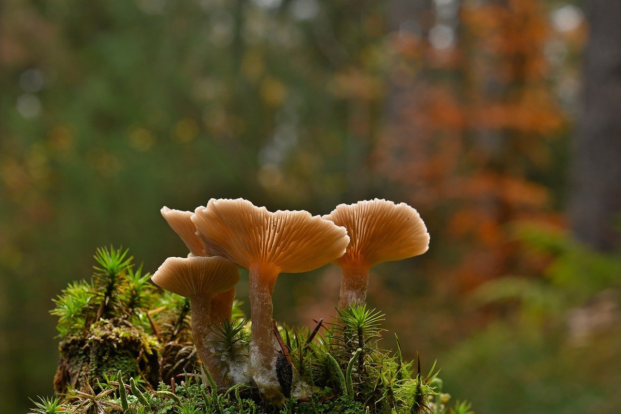 Mushrooms as Medicine